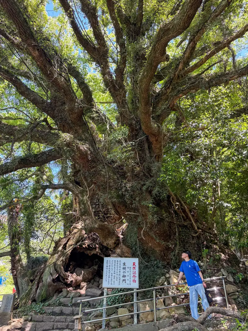 大きな木を見上げる香園 紳瑛